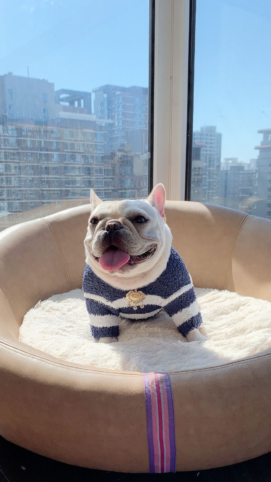 New Pet Dog Clothes Soft Striped Sweater