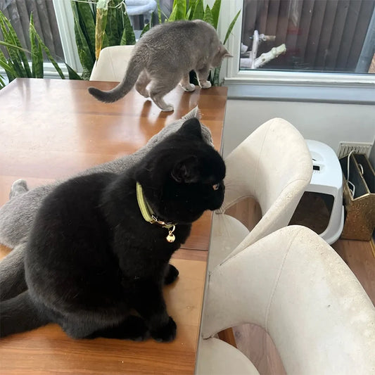 Personalized Corduroy Cat Collar with Engraved Name Plate, Bell & Bow Tie - Custom Breakaway Safety Collar