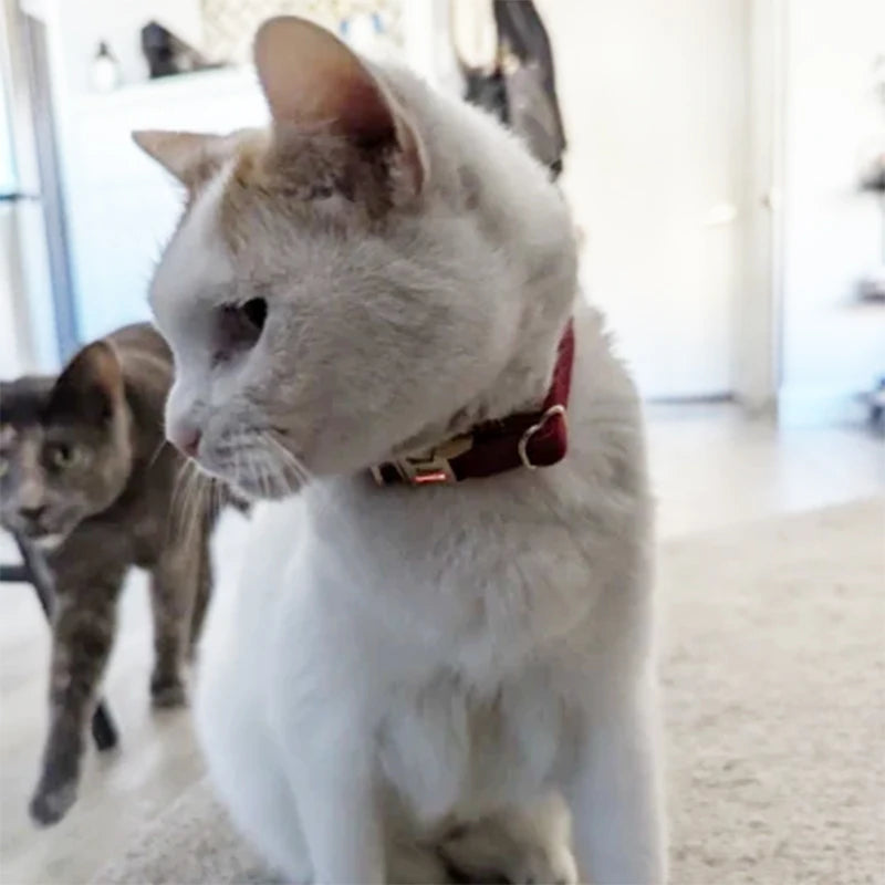 Personalized Corduroy Cat Collar with Engraved Name Plate, Bell & Bow Tie - Custom Breakaway Safety Collar