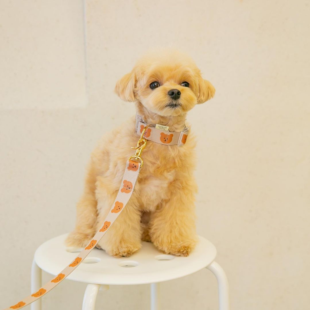 New Dog Pet Bear Cute Traction Soft And Durable Rope